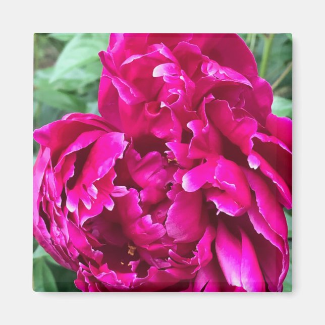 Peony Magnet (Vorne)