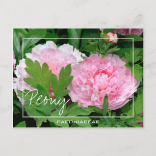 Peony   Paeony   Paeonia der Paeoniaceae - Blume Postkarte