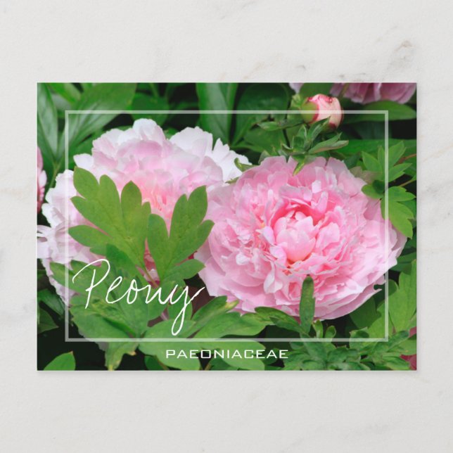 Peony | Paeony | Paeonia der Paeoniaceae-Blume Postkarte (Vorderseite)