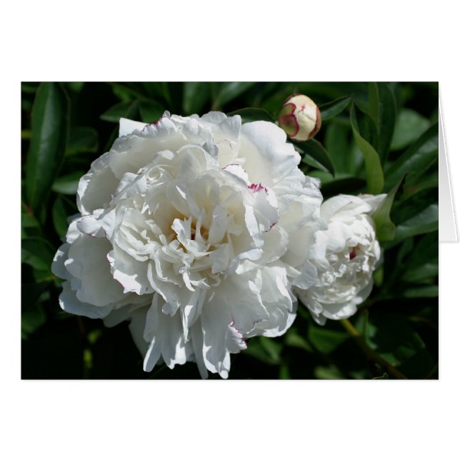 Peony Phases Flower Fotocard (Vorderseite (Horizontal))