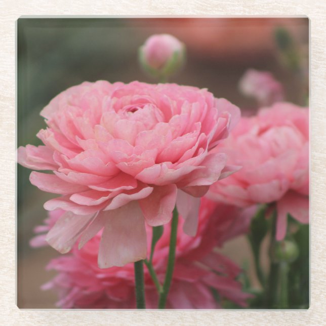 Peony Pink Ranunculus Closeup Glasuntersetzer (Vorderseite)