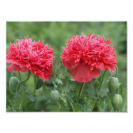Peony Poppy Blooms Fotodruck