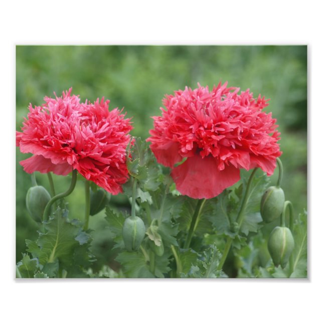Peony Poppy Blume in Bloom Fotodruck (Vorne)