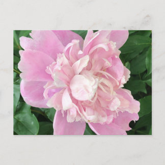 Peony Postcard Postkarte