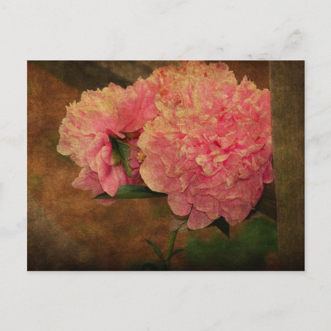 Peony PostCard Postkarte (Vorderseite)