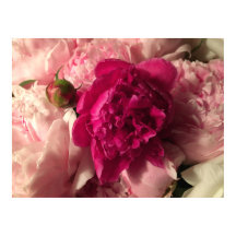 Peony,