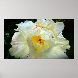 Peony, Poster