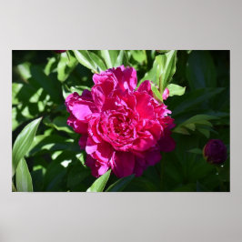 Peony, Poster