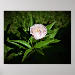 Peony, Poster