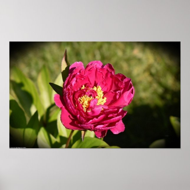 Peony, Poster (Vorne)