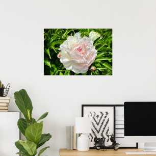 Peony, Poster