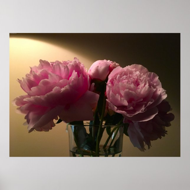 Peony, Poster (Vorne)