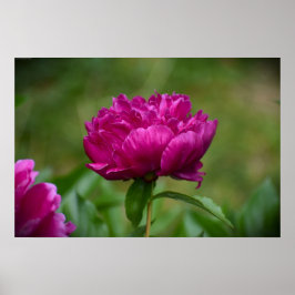 Peony, Poster