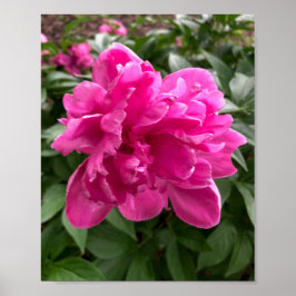 Peony Poster