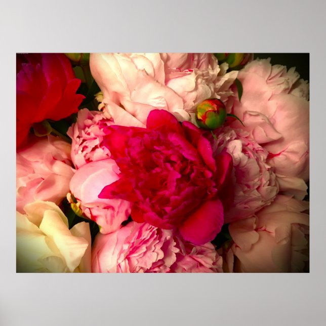 Peony, Poster (Vorne)