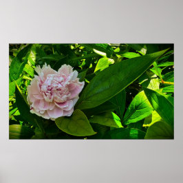 Peony, Poster