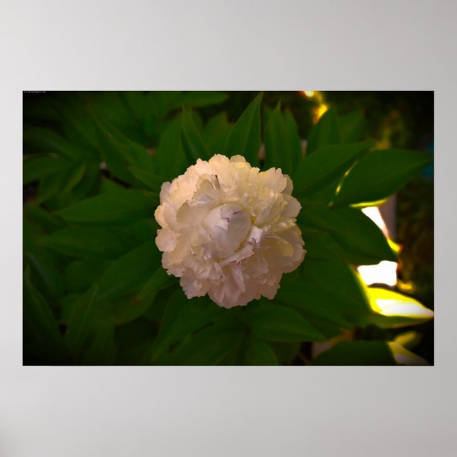 Peony, Poster (Vorne)
