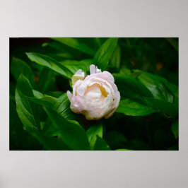 Peony, Poster