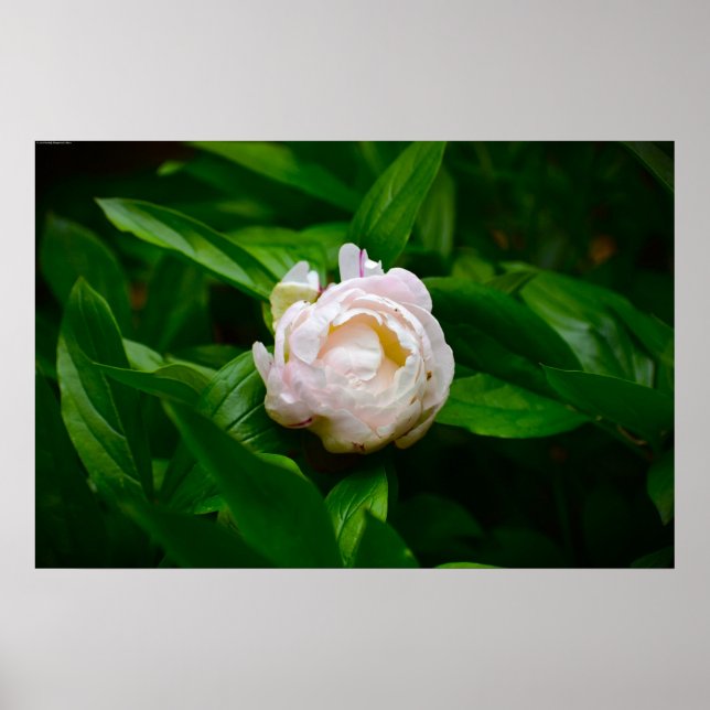 Peony, Poster (Vorne)