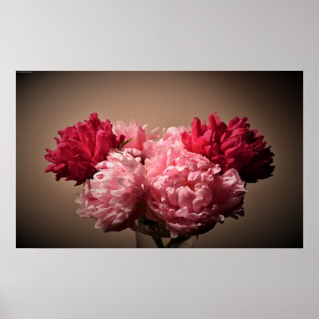 Peony, Poster (Vorne)