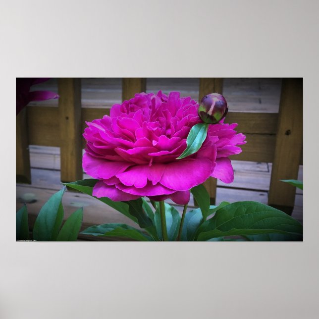 Peony, Poster (Vorne)