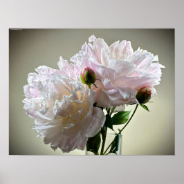 Peony, Poster