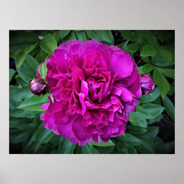 Peony, Poster (Vorne)