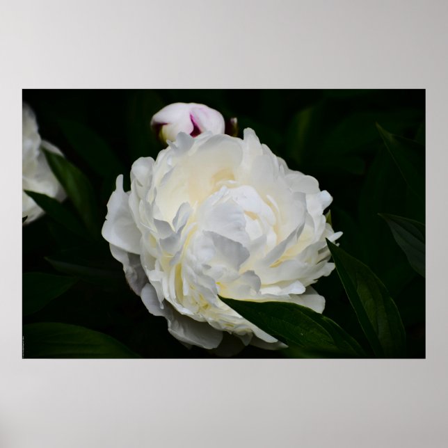 Peony, Poster (Vorne)