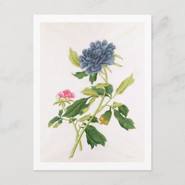 Peony Postkarte (Vorderseite)