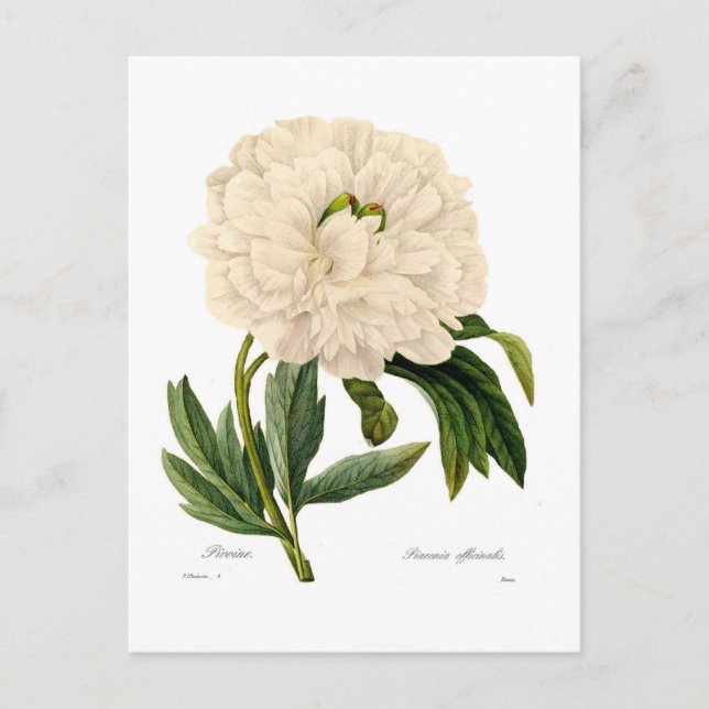Peony Postkarte (Vorderseite)