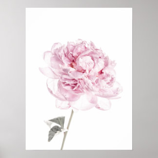 Peony Print Peony Wall Kunst Fotografie Poster