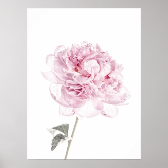 Peony Print Peony Wall Kunst Fotografie Poster (Vorne)