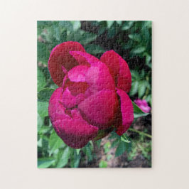 Peony Puzzle