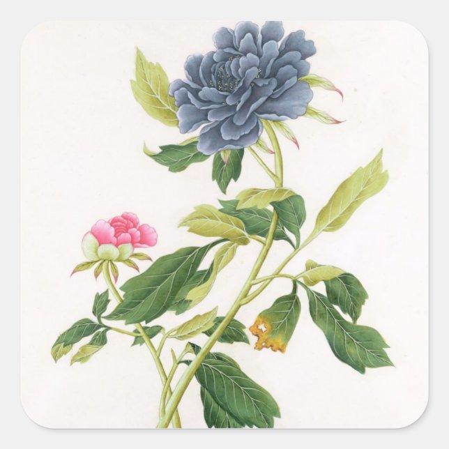 Peony Quadratischer Aufkleber (Vorderseite)