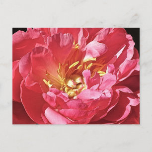 Peony rose, carte postale