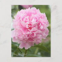 Peony "Sarah Bernhardt" : Carte postale