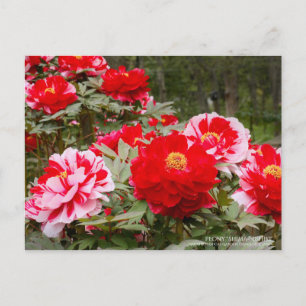 Peony "Shima-Nishiki" : Carte postale