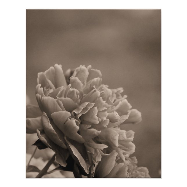 Peony Single Sepia Poster (Vorderseite)