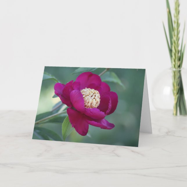 Peony "Sword Dance" Karte (Vorderseite)