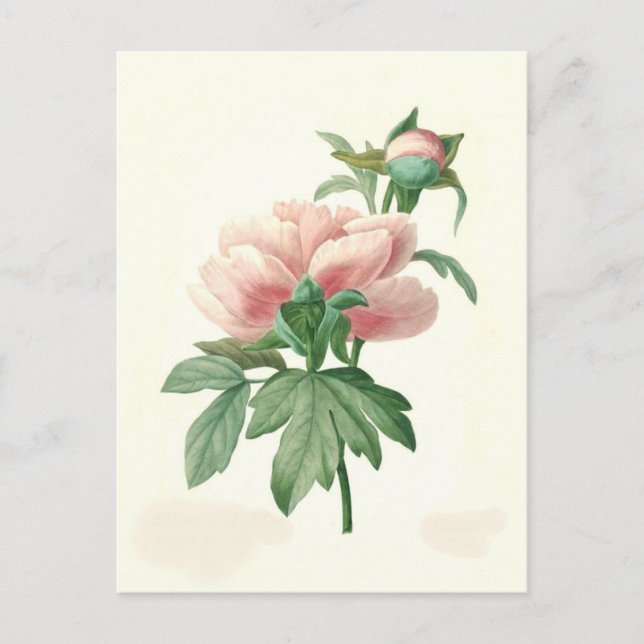 Peony von Pierre-Joseph Redouté Postkarte (Vorderseite)