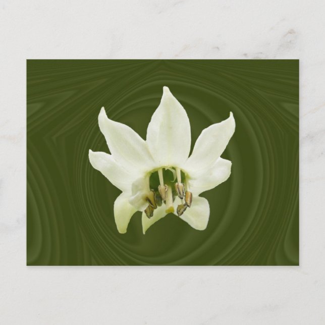 Pepper-Blume abstrakt ~ Postkarte (Vorderseite)