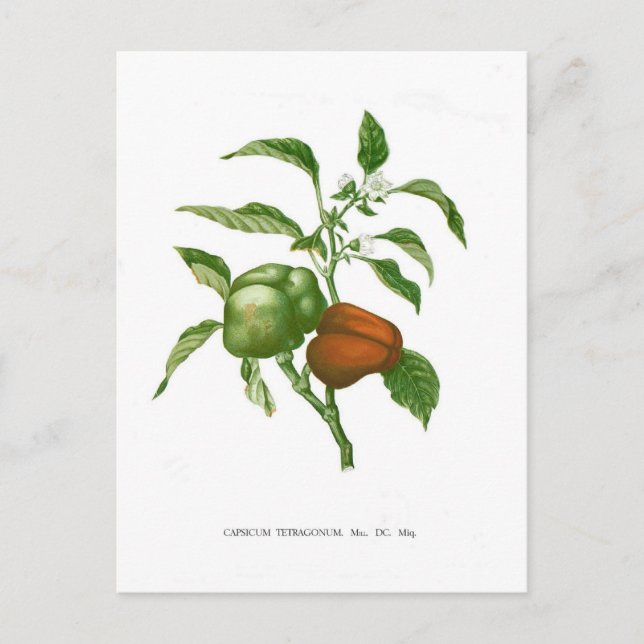 Pepper Postkarte (Vorderseite)