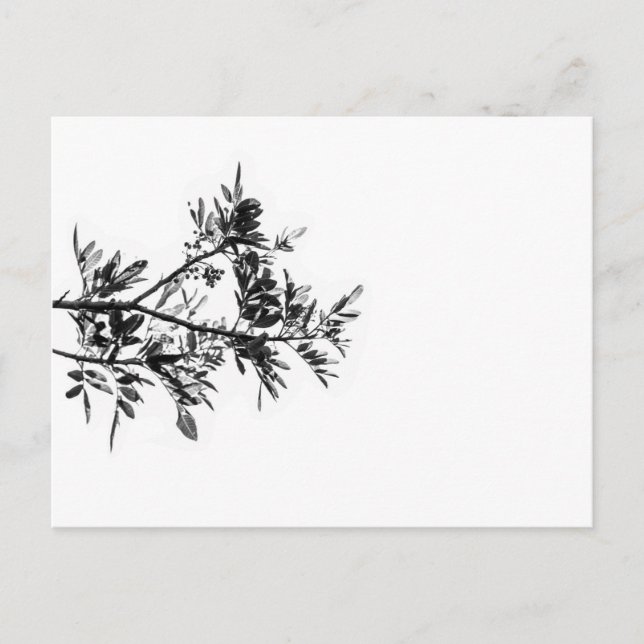 Pepper Tree Blume Blätter Nature Postkarte (Vorderseite)