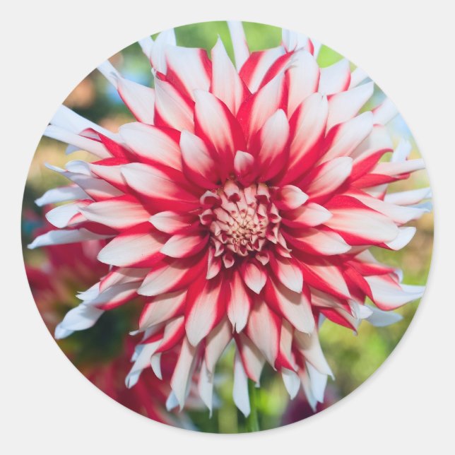 Peppermint Dahlia Sticker (Vorderseite)