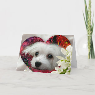 Perce-neige la carte de voeux vierge maltaise