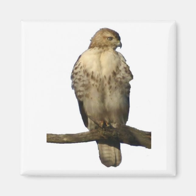 Perched Hawk Magnet (Vorne)