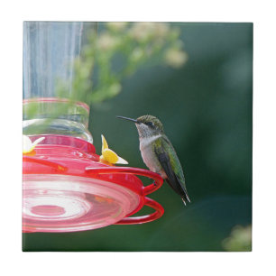 Perched Hummingbird Fliese
