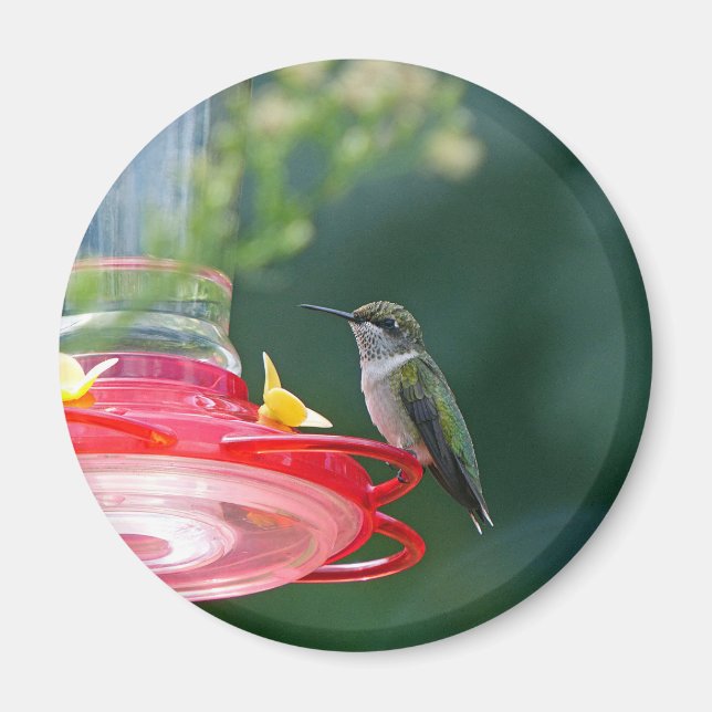 Perched Hummingbird Magnet (Vorne)