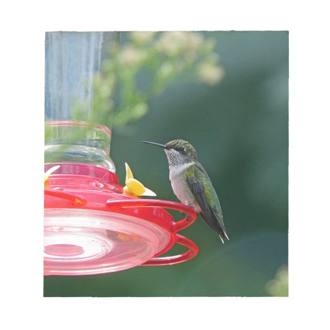 Perched Hummingbird Notizblock (Vorderseite)