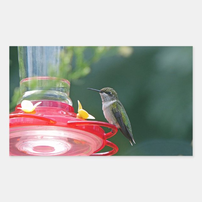 Perched Hummingbird Rechteckiger Aufkleber (Vorderseite)